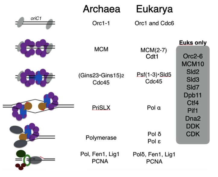 Dna replication Graphic